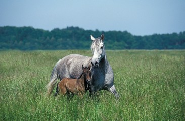 Lusitano Horse, Mare with Foal standing in Meadow
