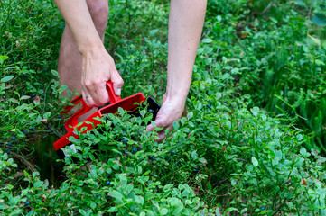 Woman picking wild blue berries, harvest time, swedish nature. Green bushes in background, copy space and place for text.
