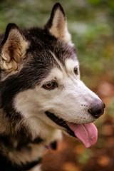 A Male Adult Purebred Siberian Husky with Black and White Markings and brown eyes.