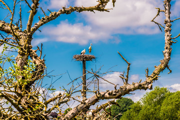 Two young storks in the stork nest on a sunny summer day in August. They live in Ebsdorfergrund in Germany.