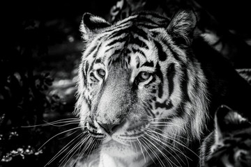 Portrait d'un grand fauve tigre de Sibérie