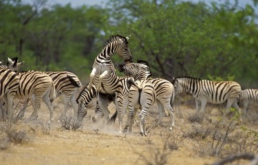 Fototapeta na wymiar Burchell's Zebra, equus burchelli, Herd with fight, Masai Mara Park in Kenya
