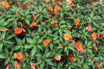 Abstract texture of decorative bush with orange flowers