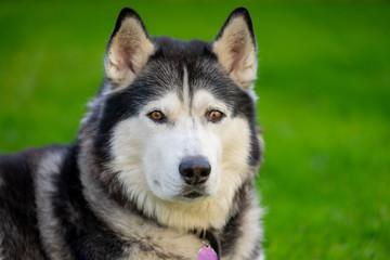 A Male Adult Purebred Siberian Husky with Black and White Markings and brown eyes.