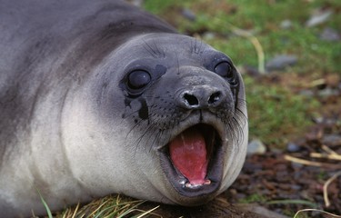 Southern Elephant Seal, mirounga leonina, Female Calling, Antarctica