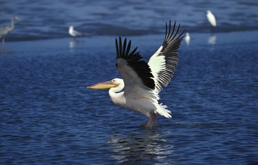 Great White Pelican, pelecanus onocrotalus, Adult in Flight, Taking off from Beach, Walvis Bay in Namibia