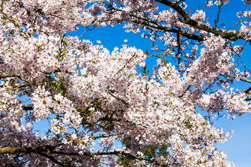 cherry blossoms blooming in Alishan of Chiayi. Alishan Forest Recreation Area in Chiayi, Taiwan.