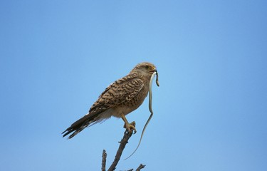 Common Kestrel, falco tinnunculus, Adult standing on Branch with a Snake in its Beak, Masai Mara park in Kenya