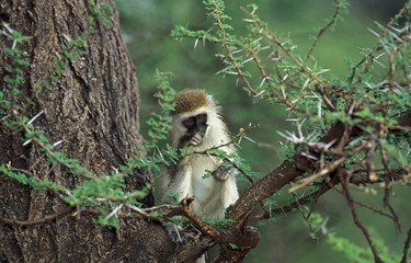 Vervet Monkey, cercopithecus aethiops, Adult eating Leaves of Acacia tree, Kenya