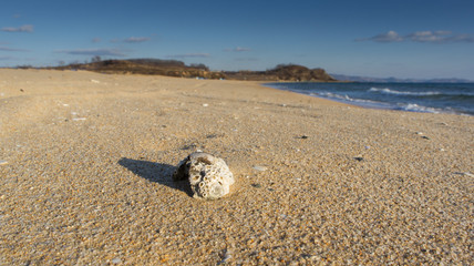 The Golden sandy beach with the remains of marine life