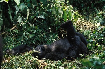 Mountain Gorilla, gorilla gorilla beringei, Young, laying down, Virunga Park in Rwanda © slowmotiongli