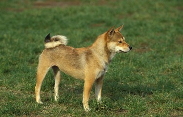 Shiba Inu Dog, Adult standing on Grass