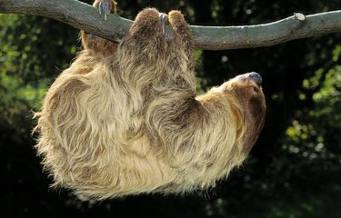 Two Toed Sloth, choloepus didactylus, Adult hanging from Branch © slowmotiongli