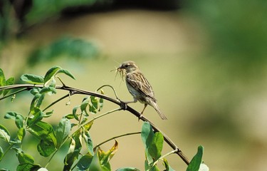 House Sparrow, passer domesticus, Female with Grass in Beak, Building Nest