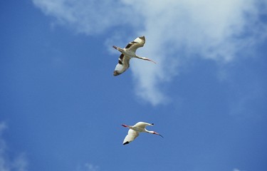White Ibis, eudocimus albus, Adults in Flight against Blue Sky