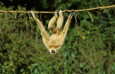 White-Handed Gibbon, hylobates lar, Adult hanging from Liana, Funny Posture