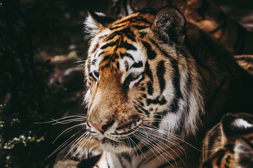 Portrait d'un grand fauve tigre de Sibérie