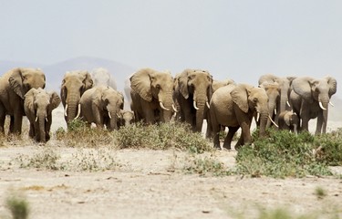 Obraz premium African Elephant, loxodonta africana, Herd walking, Amboseli Park in Kenya