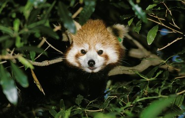 Red Panda, ailurus fulgens, Adult standing in Tree