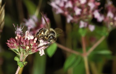 Honey Bee, apis mellifera, Adult eating at Flower