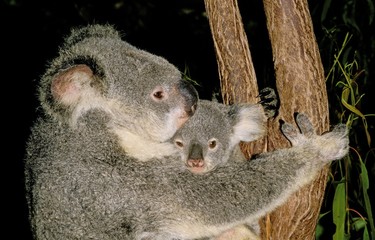Koala, phascolarctos cinereus, Mother with Young, Australia