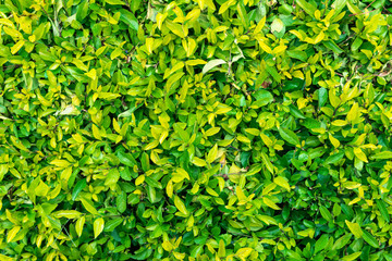 Abstract texture with bush with fresh green leaves