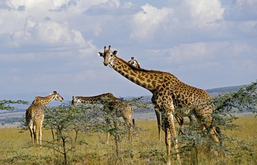 Naklejka na ściany i meble Masai Giraffe, giraffa camelopardalis tippelskirchi, Herd eating Acacia's Leaves, Masai Mara Park in Kenya