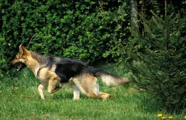 Naklejka na ściany i meble German Shepherd Dog, Adult running