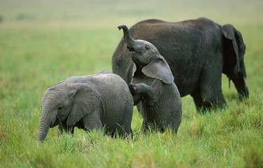 Naklejka na ściany i meble African Elephant, loxodonta africana, Calf Playing, Amboseli Park in Kenya