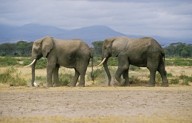 African Elephant, loxodonta africana, Adults walking, Amboseli Park in Kenya