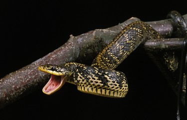 Tropical Rat Snake, spilotes pullatus, Adult with Open Mouth, in Defensive Posture
