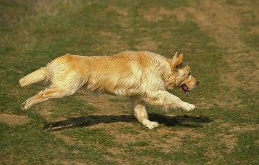 Golden Retriever, Dog running on Grass