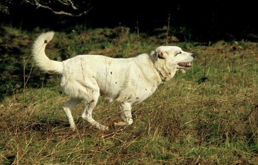 Anatolian Shepherd Dog, Adult running