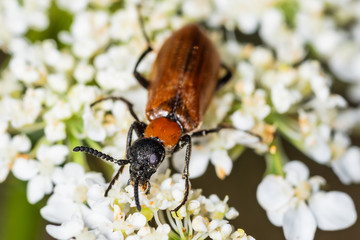 Insect by name in latin Oenas crassicornis. Oenas crassicornis beetle in natural habitat