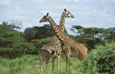 Masai Giraffe, giraffa camelopardalis tippelskirchi, Adults in Acacia Forest, Masai Mara Park in Kenya