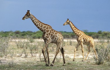 Rothschild's Giraffe, giraffa camelopardalis rothschildi, Nakuru Lake in Kenya
