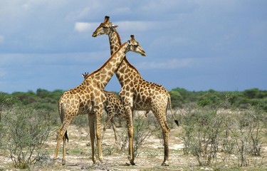 Naklejka na ściany i meble Rothschild's Giraffe, giraffa camelopardalis rothschildi, Nakuru Lake in Kenya