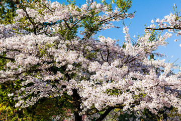 Beautiful cherry blossoms are blooming in Alishan Forest Recreation Area in Chiayi, Taiwan.