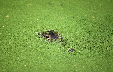 American Alligator, alligator mississipiensis, Head camouflaged under Duckweeds