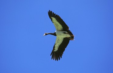 Obraz premium Magpie Goose, anseranas semipalmata, Adult in Flight, Australia