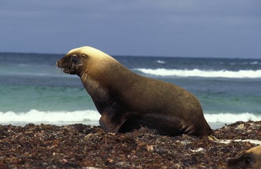 Australian Sea Lion, neophoca cinerea, Male standing on Beach, Australia