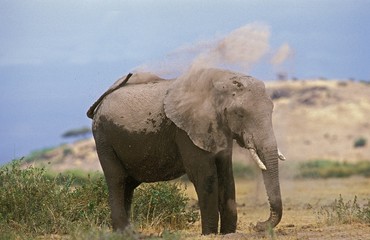 Fototapeta na wymiar African Elephant, loxodonta africana, Adult having Dust Bath, Amboseli Park in Kenya