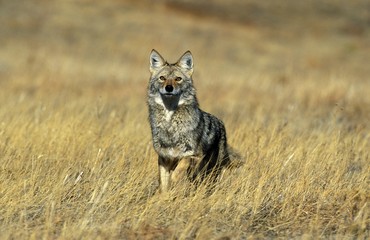 Coyote, canis latrans, Adult standing in Long Grass, Montana