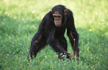 Chimpanzee, pan troglodytes, Adult standing on Grass