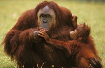 Orang Utan, pongo pygmaeus, Mother with Young