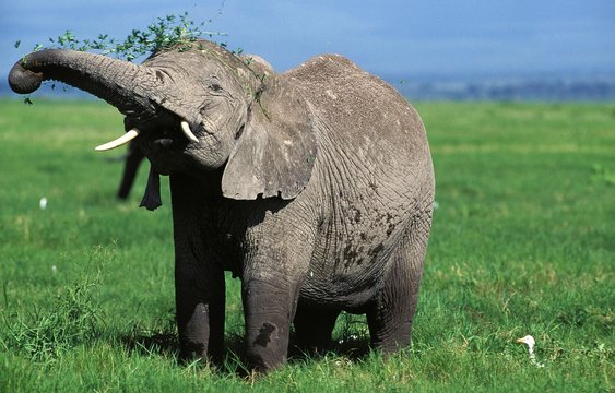 African Elephant, loxodonta africana, Adult eating Plant, Masai Mara Park in Kenya