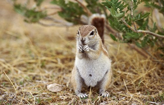 Cape Ground Squirrel, xerus inauris, Adult eating, South Africa