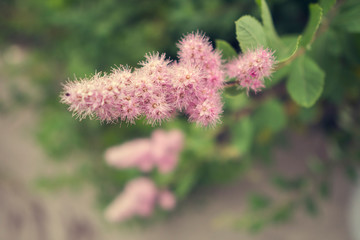 pink flowers of a thistle