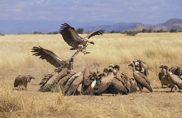 African White Backed Vulture, gyps africanus, Group eating on Carcass, Masai Mara Park in Kenya