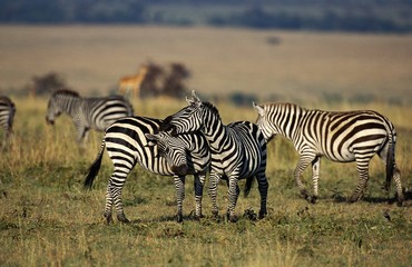 Naklejka na ściany i meble Burchell's Zebra, equus burchelli, Herd at Masai Mara Park in Kenya